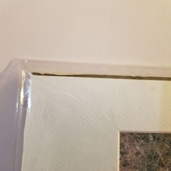 S.J. Staiger signed Blue footed Booby bird photo Galapagos - Picture 7 of 7